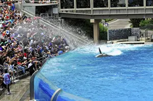 Marine Mammal Observation Drucke: Crowd watching an orca in action