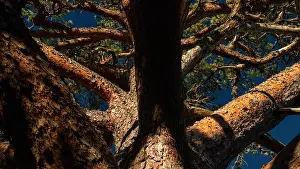 Aland Islands Landscape Drucke: Crown of a mighty old pine tree
