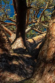 Aland Islands Landscape Drucke: Crown of a mighty old pine tree
