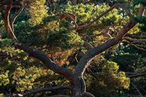 Aland Islands Landscape Drucke: Crown of a mighty old pine tree