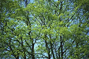 Deciduous Tree Crown Drucke: Crown of a tree