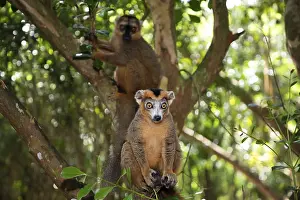East Africa Animals Drucke: Crowned lemur (Eulemur Coronatus)