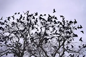 Wild Animals In Winter Germany Drucke: Crows on a tree, winter, Germany