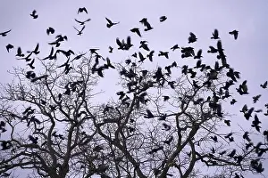 Wildlife Photography Germany Winter Drucke: Crows on a tree, winter, Germany