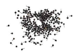 Cubeb Pepper Drucke: Cubeb, tailed pepper or Java pepper (Piper cubeba) from Indonesia