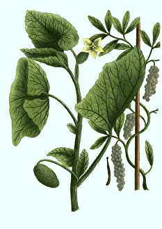 Historical Fruit Illustrations Drucke: Cubeba, Cubeb pepper, Piper cubeba
