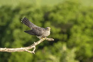 Balkan Wildlife Photography Drucke: Cuckoo (Cuculus canarus), bird