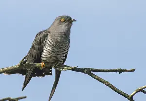 Drucke von Kuckuck, cuculus canorus, Kuckuck, Vögel, Ruf, Vögel Kuckuck Drucke: Kuckuck, cuculus canorus, kuckuck.
