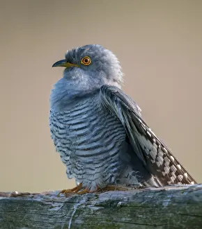 Drucke von Kuckuck, cuculus canorus, Kuckuck, Vögel, hoher Größe, Portraitformat, Vögel Kuckuck Drucke: Kuckuck, cuculus canorus, kuckuck.