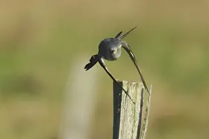 Drucke von Kuckuck, Cuculus canorus, im Flug, Burbach Nordrhein-Westfalen Kuckuck Drucke: Kuckuck, Cuculus canorus, im Flug.