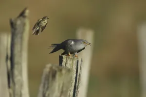 Drucke von Kuckuck, Cuculus canorus, sitzt auf einem Stab und wird von einem Feldsperling angegriffen, Burbach Nordrhein-Westfalen Kuckuck Drucke: Kuckuck, Cuculus canorus, sitzt auf einem Pflock und wird von einem Feldsperling angegriffen