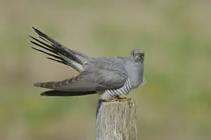 Animal Wildlife Photography Tips Drucke: Cuckoo, Cuculus canorus, sitting on a pole