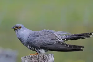 North Rhine Westphalia Bird Species Drucke: Cuckoo, Cuculus canorus, sitting on a pole