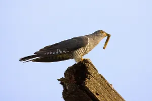 Wild Animal Hunting Drucke: Cuckoo with prey