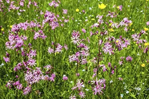 Caryophyllales Family Drucke: Cuckoo's campion (Silene flos-cuculi)