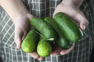 Grocery Store Produce Photos Drucke: Cucumbers in the hands stained in the ground