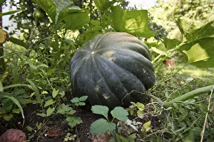 Southern Germany Vegetables Drucke: Cucurbit (Cucurbita moschata), Stuttgart