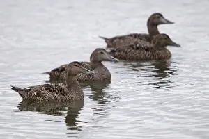 Drucke von Cuddys Enten, Eiderente, Norwegen, Norwegen, Somateria mollissima, Varanger, Anatidae, Vögel, Gemeine Eiderente , Enten , Enten , Weibchen , Vögel Eiderente Drucke: Cuddy's Ente, Eiderente, Norwegen.
