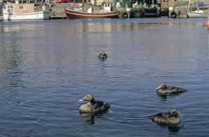 Drucke von Cuddys Ente, eider, Eiderente, Somateria mollissima, Anatidae, Vögel, Gemeine Eiderente , Enten , Sonnenfinsternisplumage , Enten Eiderente Drucke: Cuddys Ente, Eiderente, Eider.