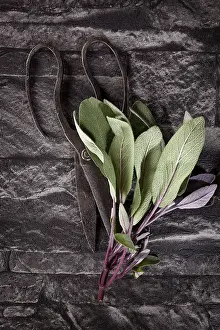 Black Background Drucke: Culinary sage with old scissors on black background