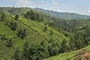 Rural Terrace Landscape Drucke: Cultivated fields on a slope, Uganda