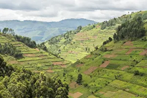 Deserted Farm Field Drucke: Cultivated fields on slopes, Uganda