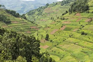 Hilly Agricultural Landscape Drucke: Cultivated fields on slopes, Uganda