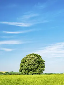 Agricultural Crop Image Drucke: Cultivated landscape in spring
