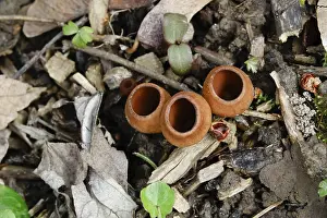 No People In Germany Drucke: Cuplings, Germany
