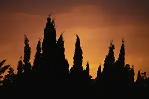 Cypress Tree Photography Drucke: (Cupressus) trees in front of the sunset