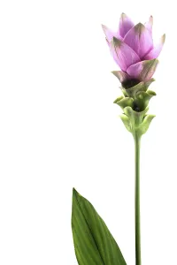 Pink Rose Blossom Drucke: Curcuma
