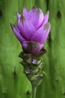 Close Up Flower Drucke: Curcuma