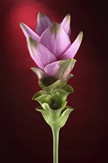 Red Blossom Close Up Drucke: Curcuma