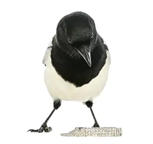 Drucke von Interessierte Gemeine Schreke, die dem Kameraobjektiv gegenübersteht, mit Schmuck, Pica pica, auf weißem Hintergrund isoliert Elster Drucke: Neugierige Gemeine Schreke vor sich, schaut auf die Kamera.