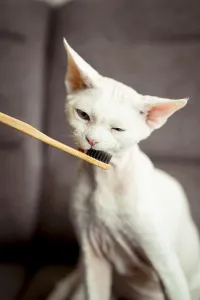Drucke von Ein neugieriger Devon Rex-Katze interagiert mit einem Bambus-Zahnputzholz, erkundet es mit seinem Mund Devon Rex Drucke: Ein neugieriger Devon Rex-Katze interagiert mit einem Bambus-Zahnbürste.