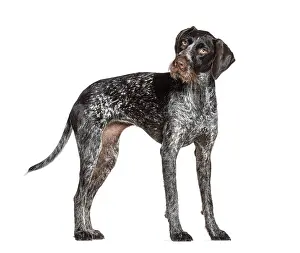 Curious Dog Drucke: Curious german shorthaired pointer standing and looking back over shoulder