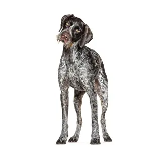 Friendly Facial Expression Drucke: Curious german shorthaired pointer tilting its head with a questioning expression