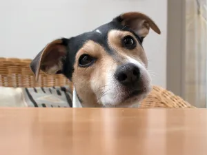 Domestic Dog Portrait Drucke: Curious Jack Russell