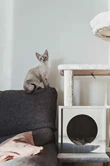 Cute Fluffy Kittens Drucke: A curious kitten perches on a sofa next to a cat tree