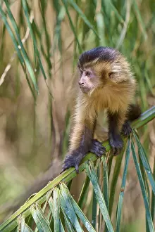 South American Animals Drucke: A curious looking capuchin monkey sits relaxed on a tree trunk