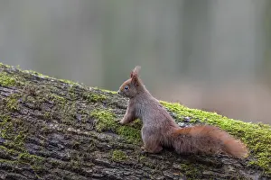 Drucke von Ein neugieriger Eichhörnchen (Sciurus vulgaris) untersucht einen Baumstamm, süß, niedlich, Februar, Deutschland Rotes Eichhörnchen Drucke: Interessierter Eichhörnchen (Sciurus vulgaris) untersucht einen Baumstamm.