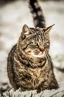Deserted Winter Scene Drucke: Curious striped kitty playing in the snowy backyard