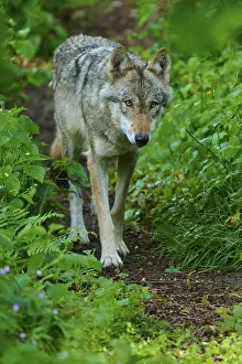German Forest Landscape Drucke: A curious wolf observes its surroundings on a forest path