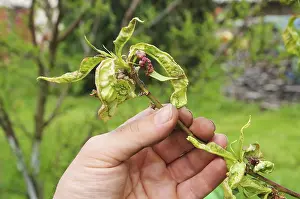 Deciduous Tree Nutrition Drucke: Curl disease, Leaf curl 04