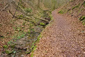 Southern Germany Nature Walks Drucke: A curved forest path along a small stream