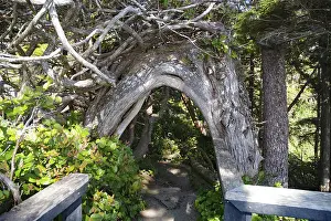 Canadian Wilderness Photography Drucke: Curved tree trunk spanning a path