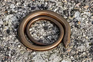 Blindschleiche Drucke: Eine krümmende Schlange auf einem steinigen Oberfläche.