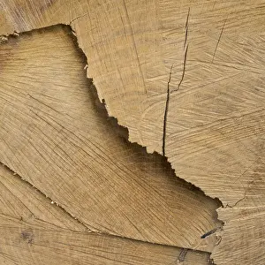 Deserted Tree Landscape Drucke: Cut surface on a tree trunk with pattern