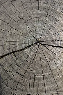 No People Background Image Drucke: Cut tree stump surface as a background texture
