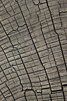 No People Full Size Image Drucke: Cut tree stump surface as a background texture